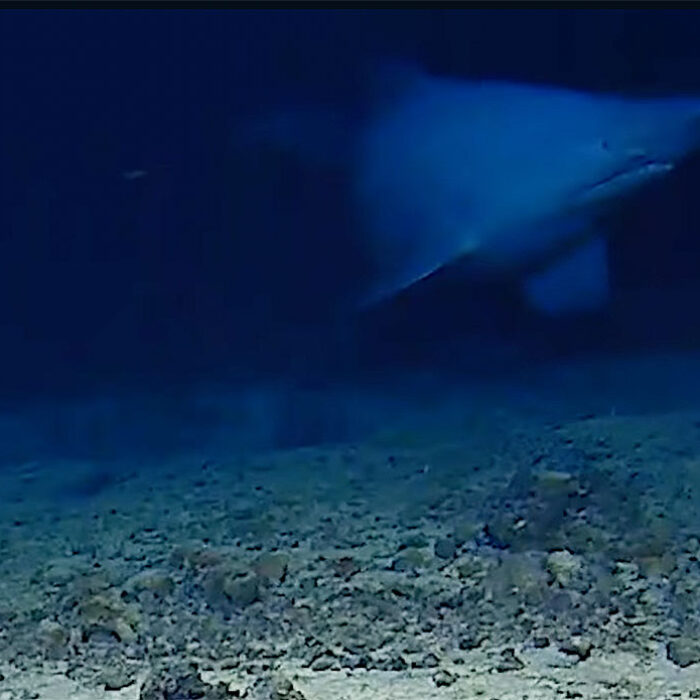 Goblin shark swimming in its natural habitat