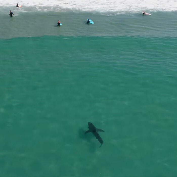 Great white shark in Southern California