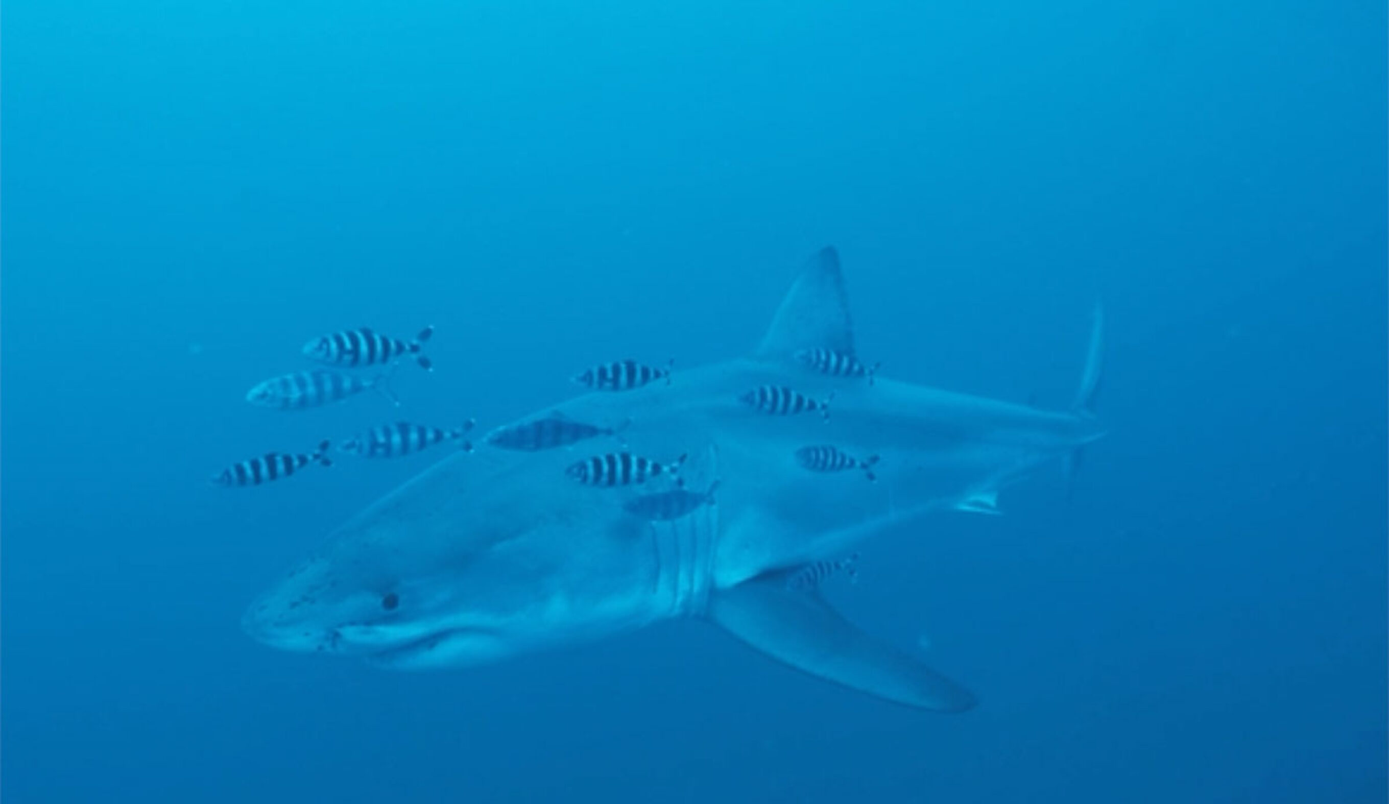 Great white shark in the Mediterranean Sea