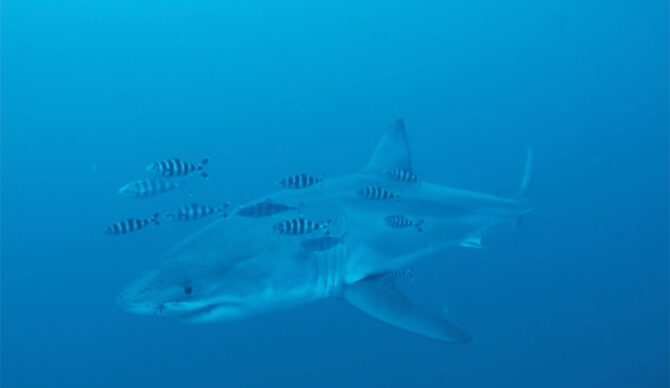 Great white shark in the Mediterranean Sea