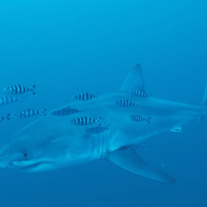Great white shark in the Mediterranean Sea