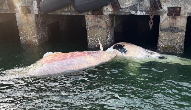 Omura's whale carcass in Singapore