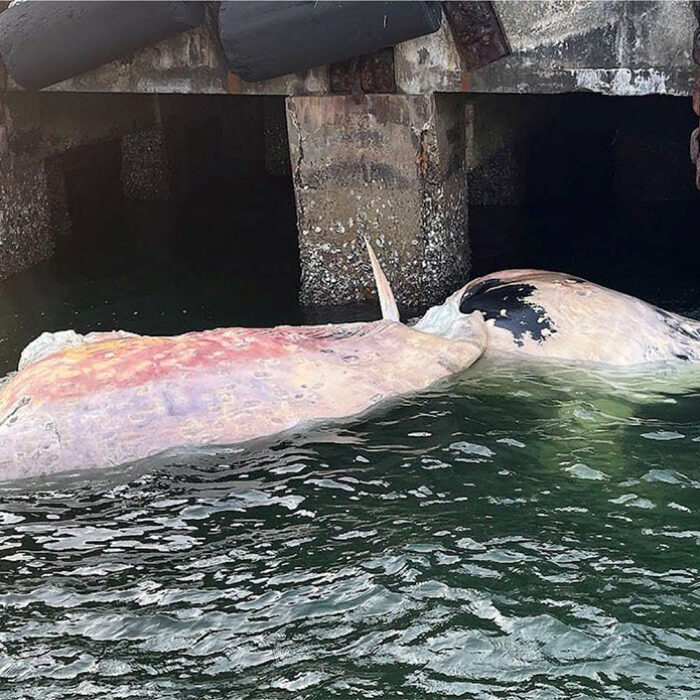 Omura's whale carcass in Singapore