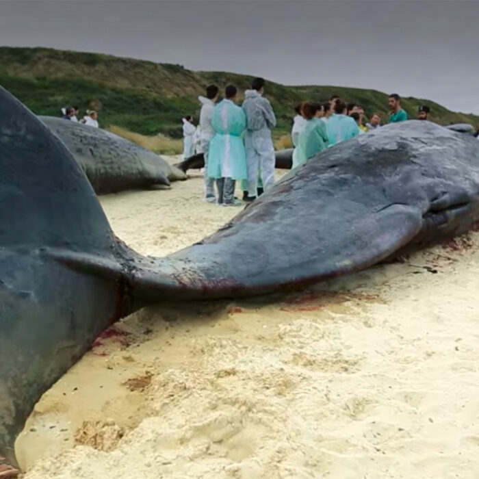 Massive Whale Graveyard Discovered Dating Back 5 Million Years