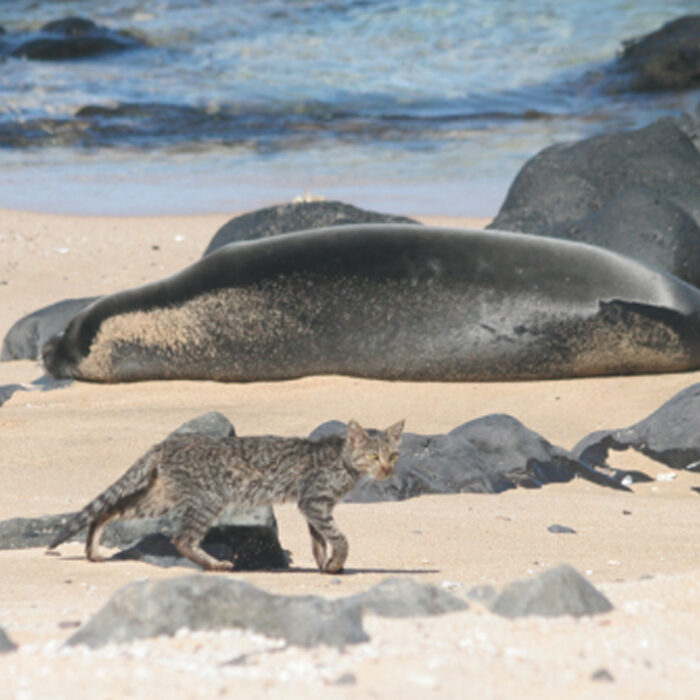 Cats are the sole host of toxoplasmosis. Photo: NOAA