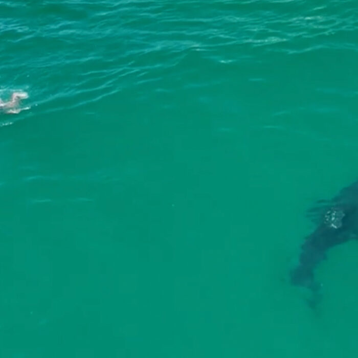 Maybe a little too close for comfort. Photo: Carlos Gauna