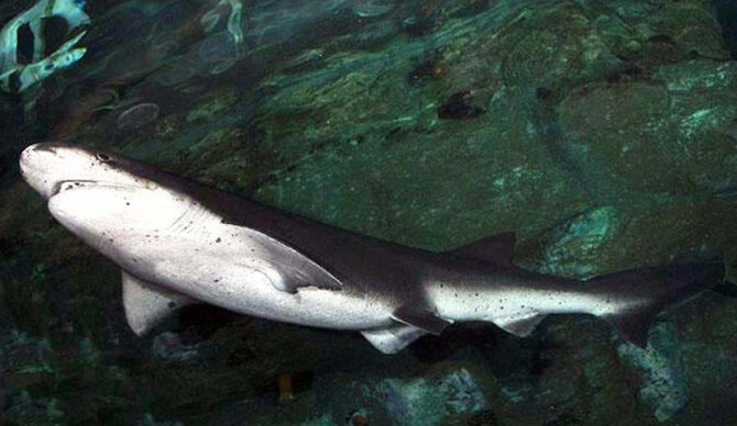 The man was bitten by a broadnose sevengill shark. Photo: Wikimedia Commons