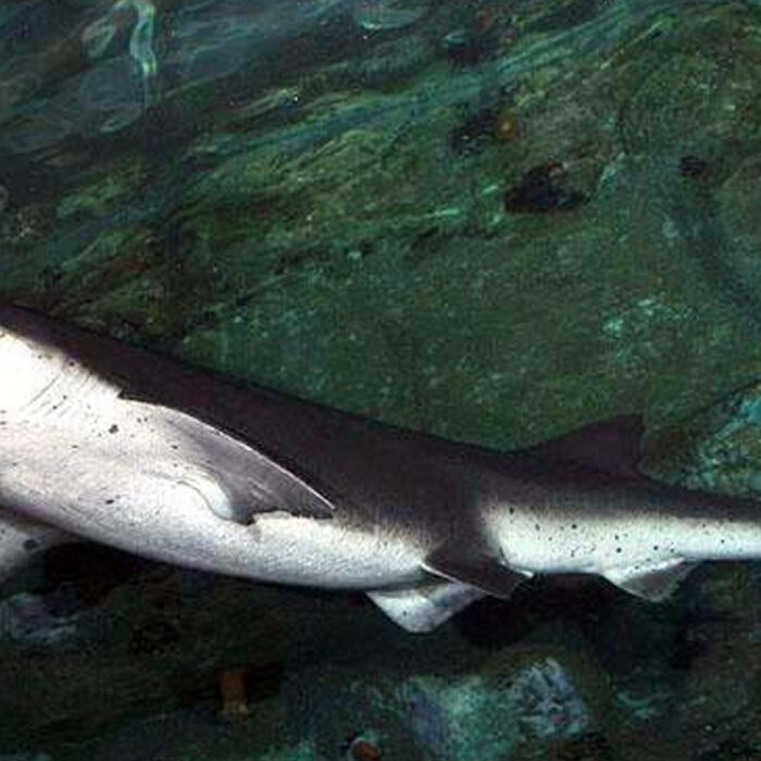 The man was bitten by a broadnose sevengill shark. Photo: Wikimedia Commons