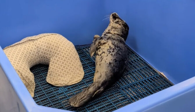 The seal pup was found over the Fourth of July weekend with a gunshot wound to the head. Photo: SR3