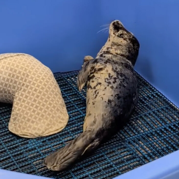 The seal pup was found over the Fourth of July weekend with a gunshot wound to the head. Photo: SR3