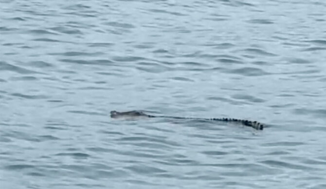 Crocodile swimming at Macaronis surf spot