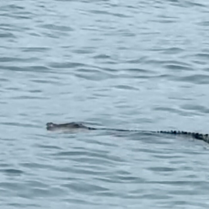 Crocodile swimming at Macaronis surf spot