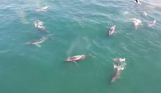 Humpback whale supergroup off South Africa