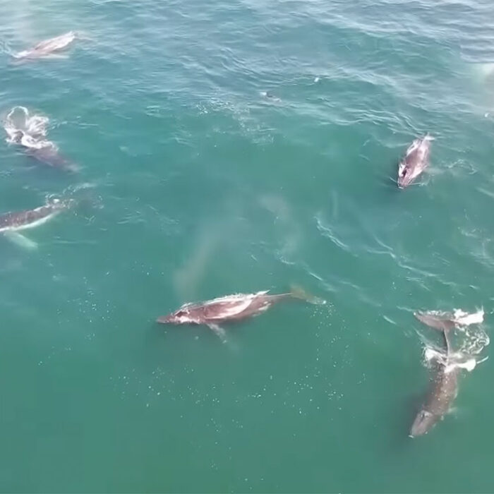 Humpback whale supergroup off South Africa