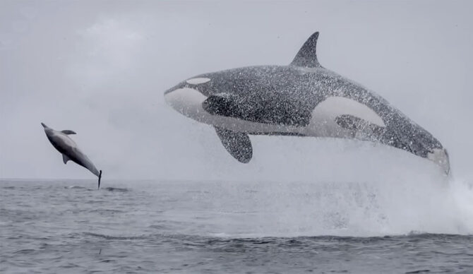 Killer whales hunting dolphins in Monterey Bay