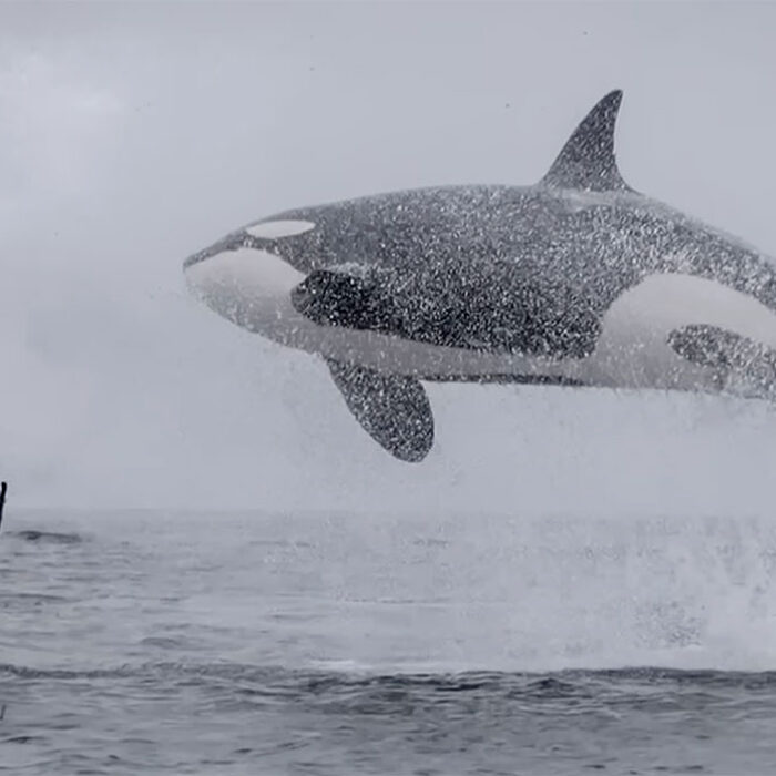 Killer whales hunting dolphins in Monterey Bay