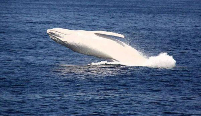 migaloo the white whale jumping