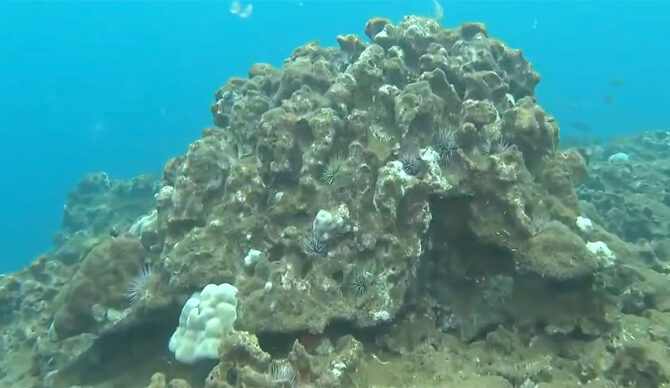 North Shore coral reef covered in mud from Kona Low storms