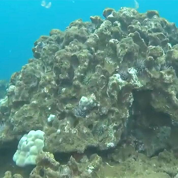 North Shore coral reef covered in mud from Kona Low storms
