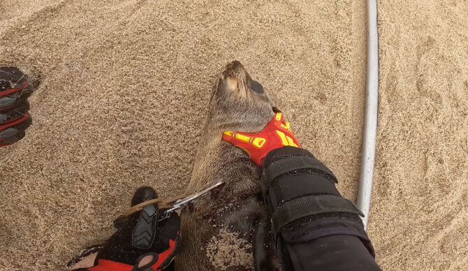seal in Namibia with fishing line around its neck.