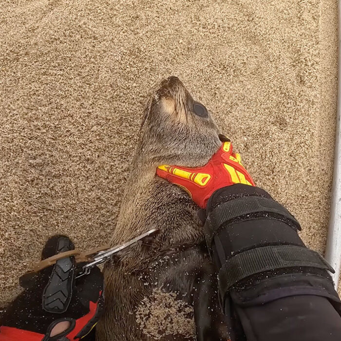 seal in Namibia with fishing line around its neck.
