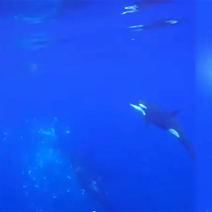 Orca Filmed Ramming Sunfish So Hard it Explodes