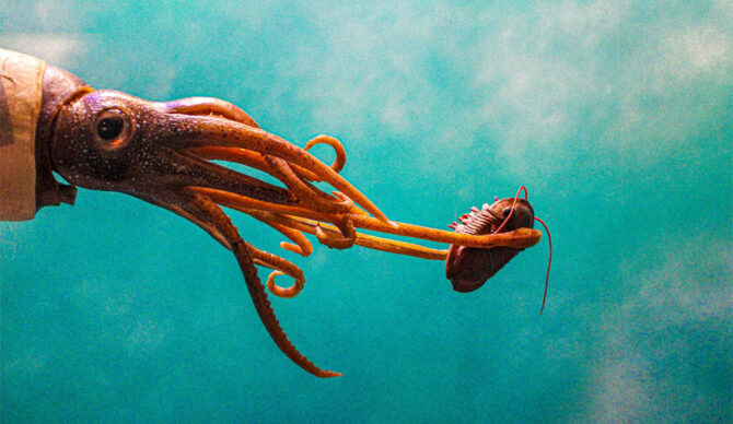 Squid grabbing food as climate change makes brain smaller