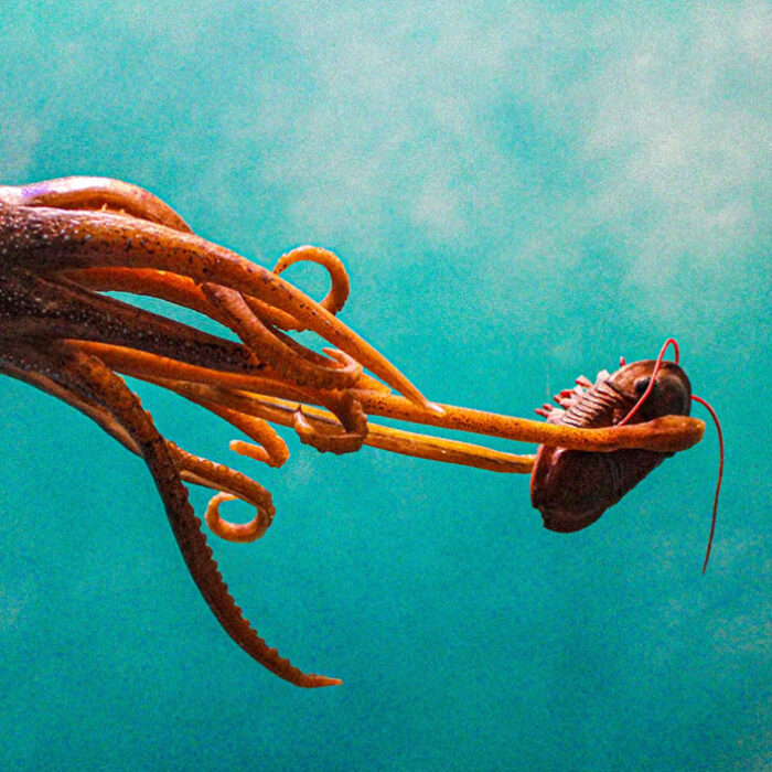 Squid grabbing food while climate change makes brain smaller