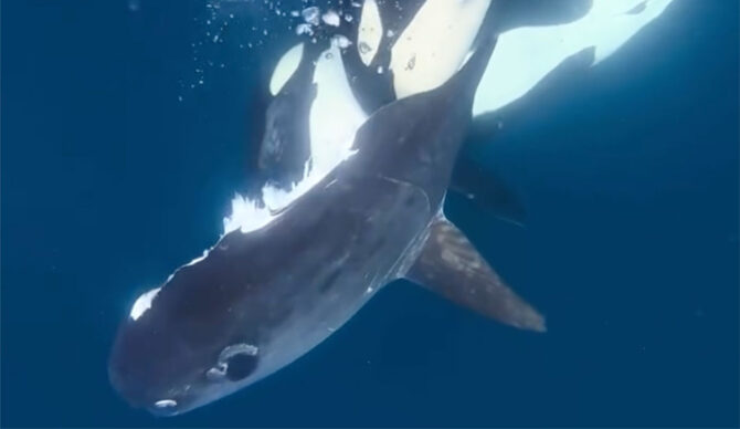 orcas eating sunfish