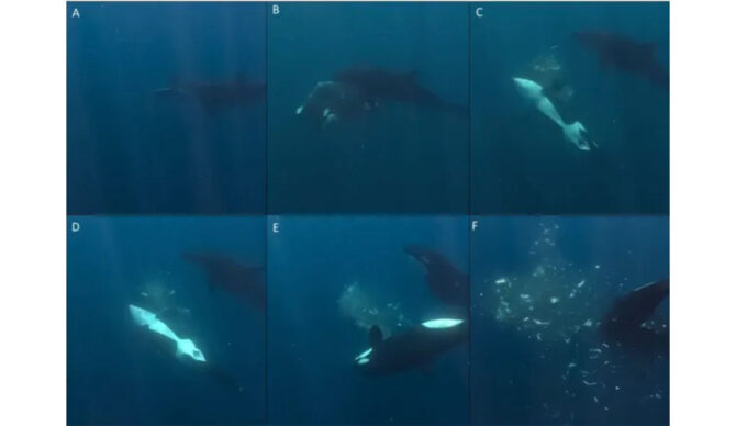 orcas smashing sunfish