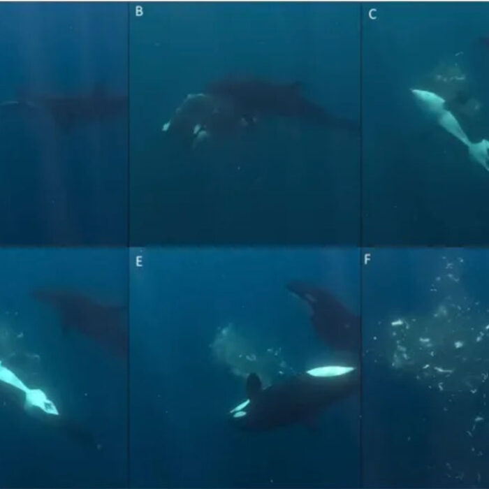 orcas smashing sunfish