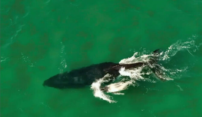 white whale calf swimming beside mother