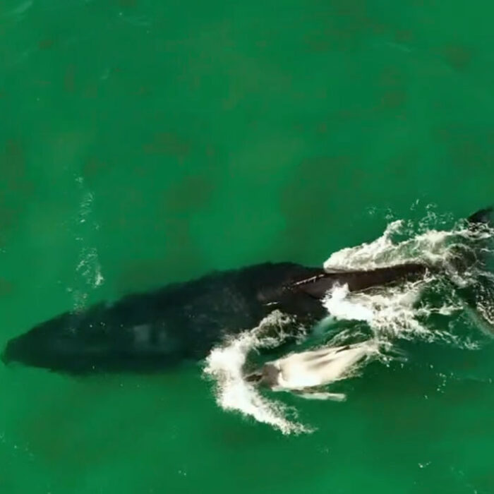 white whale calf swimming beside mother