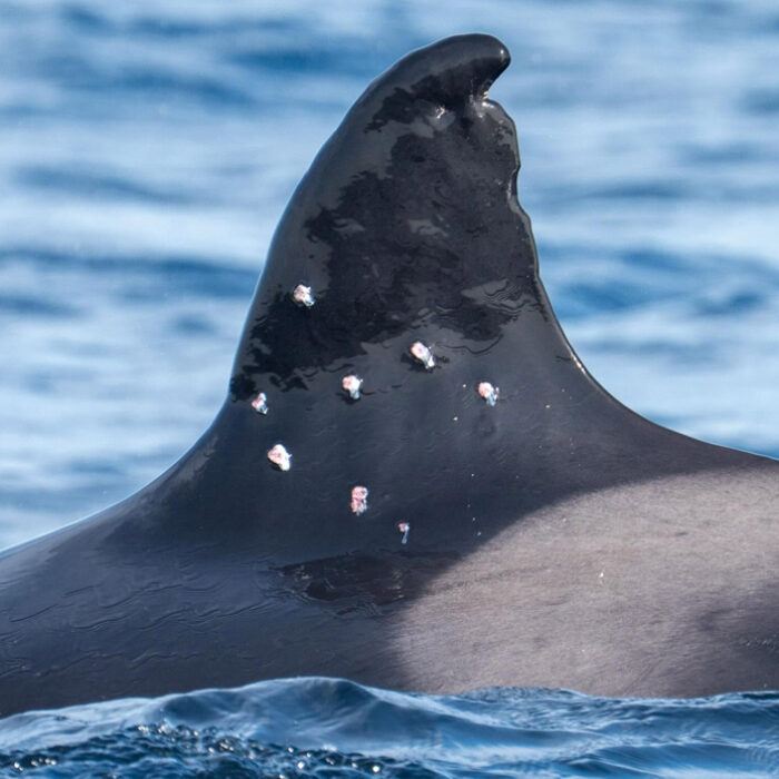 The orca was spotted with suspected pellet gun wounds. Photo: WeWhale // Facebook