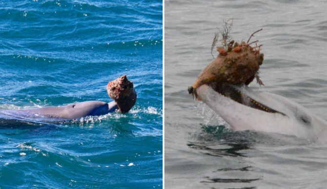 Dolphins using shells to hunt fish