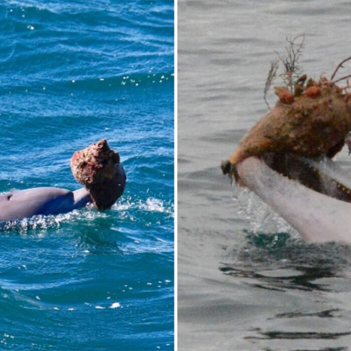 Dolphins using shells to hunt fish