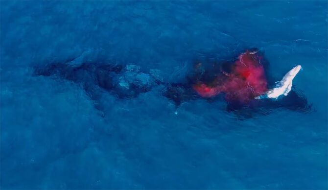 Humpback whale giving birth