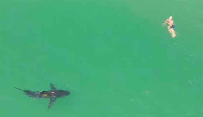 Swimmer with great white shark in Southern California