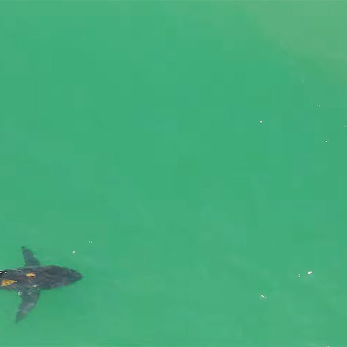 Swimmer with great white shark in Southern California