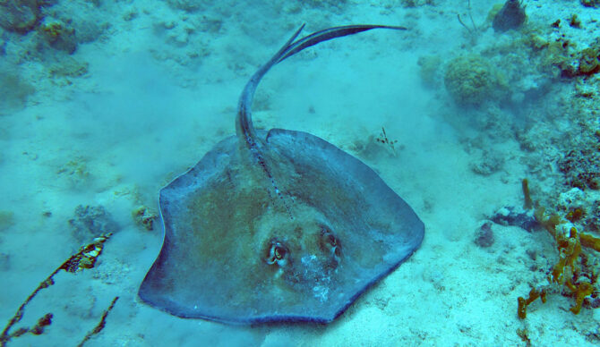 Stingray on the seafloor