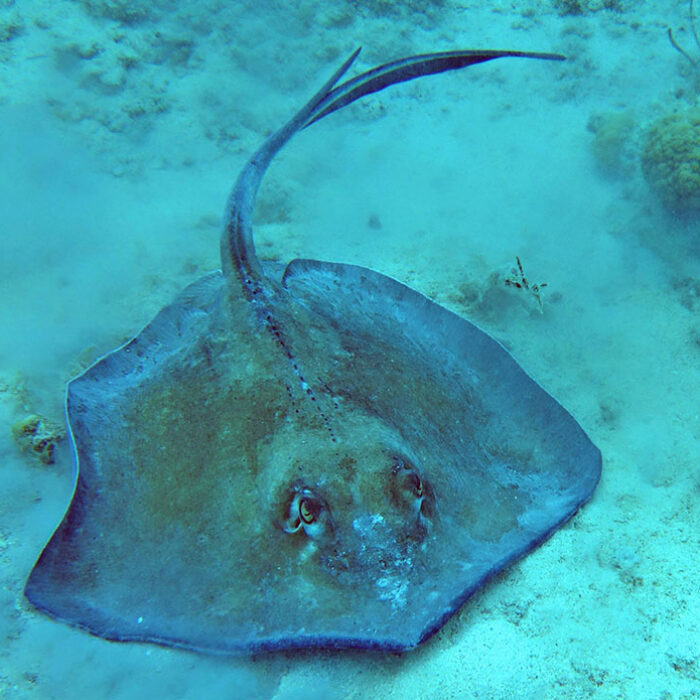 Stingray on the seafloor