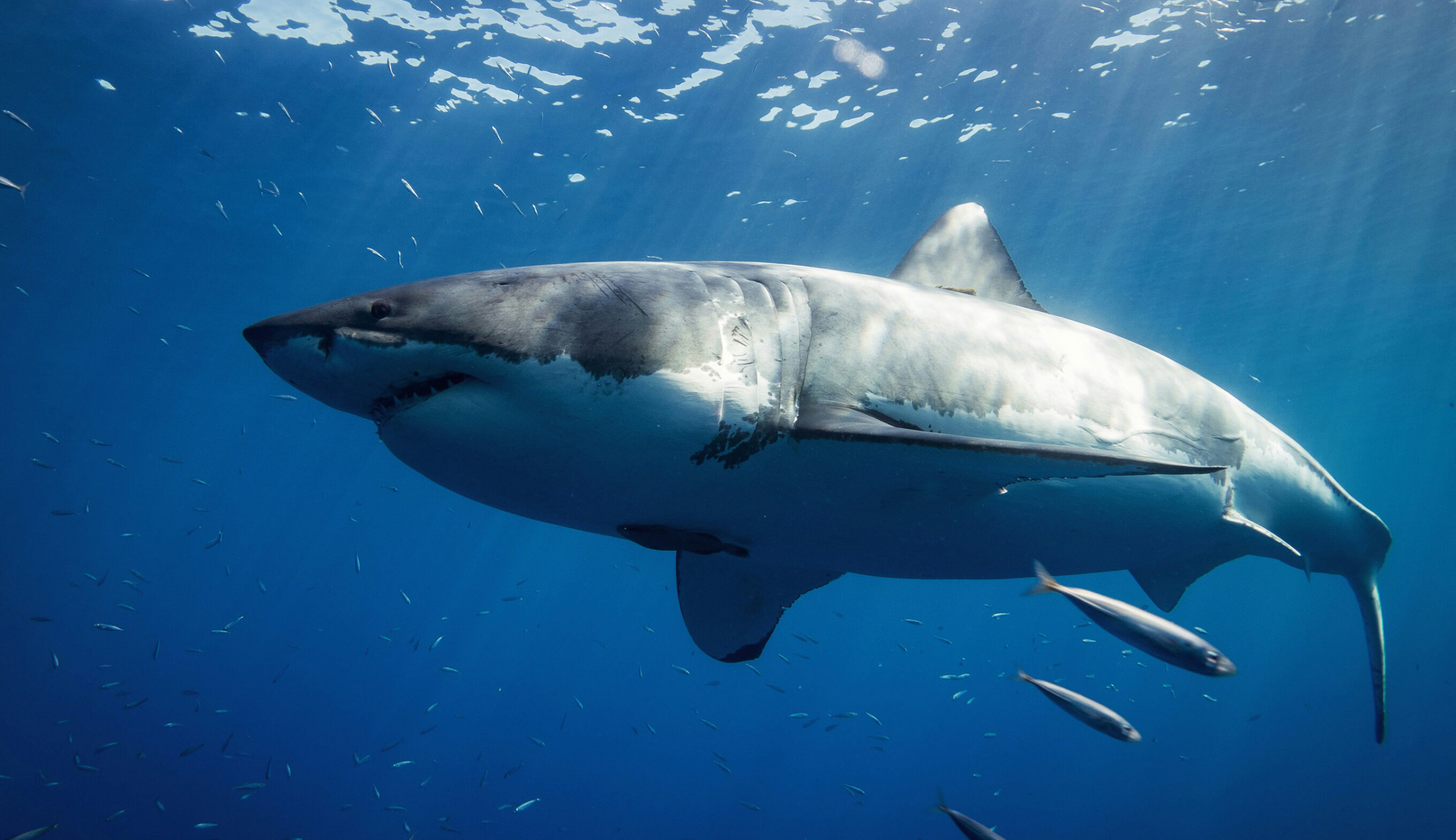 The Mediterranean's 'Ghost' Great Whites Might be Breeding, and Nobody Knows Where