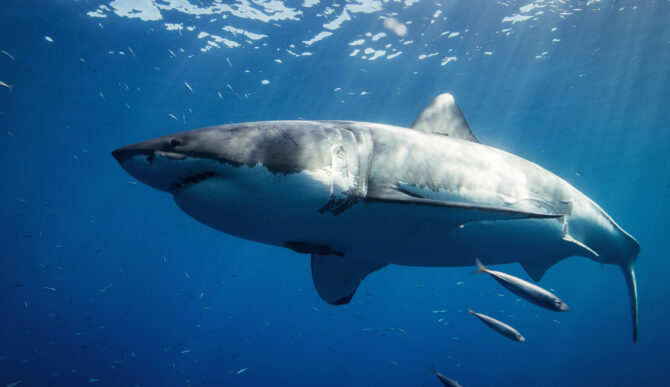 The Mediterranean's 'Ghost' Great Whites Might be Breeding, and Nobody Knows Where