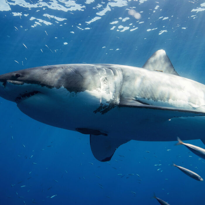 The Mediterranean's 'Ghost' Great Whites Might be Breeding, and Nobody Knows Where
