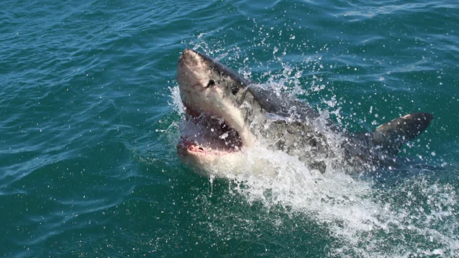 This was the third shark related death at a WA beach this year. Photo: Alex Steyn // Unsplash