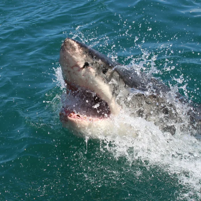 This was the third shark related death at a WA beach this year. Photo: Alex Steyn // Unsplash