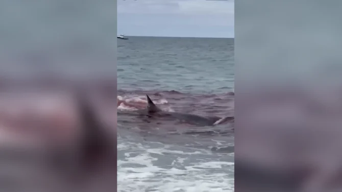 Maybe wait a few minutes before going in the water. Photo: Carrie Drayton // YouTube
