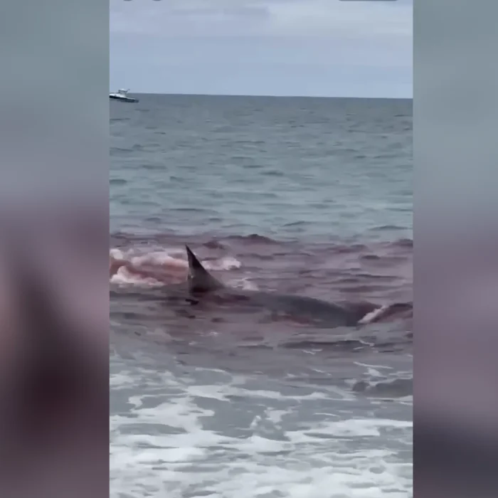 Maybe wait a few minutes before going in the water. Photo: Carrie Drayton // YouTube