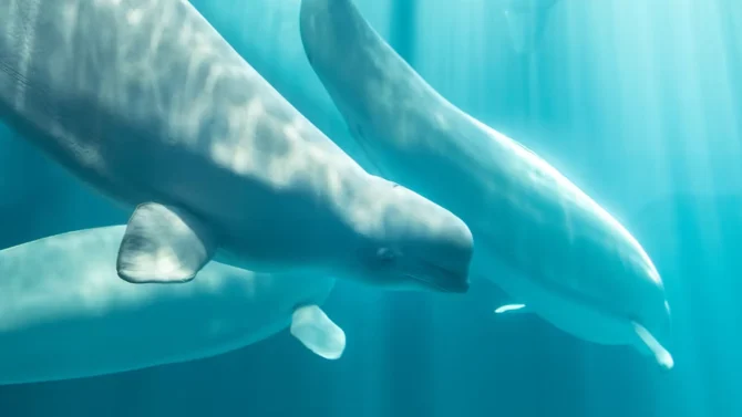 Osiris was the fourth Beluga death following relocation from Marineland, and the third at the Shedd Aquarium. Photo: Shedd Aquarium