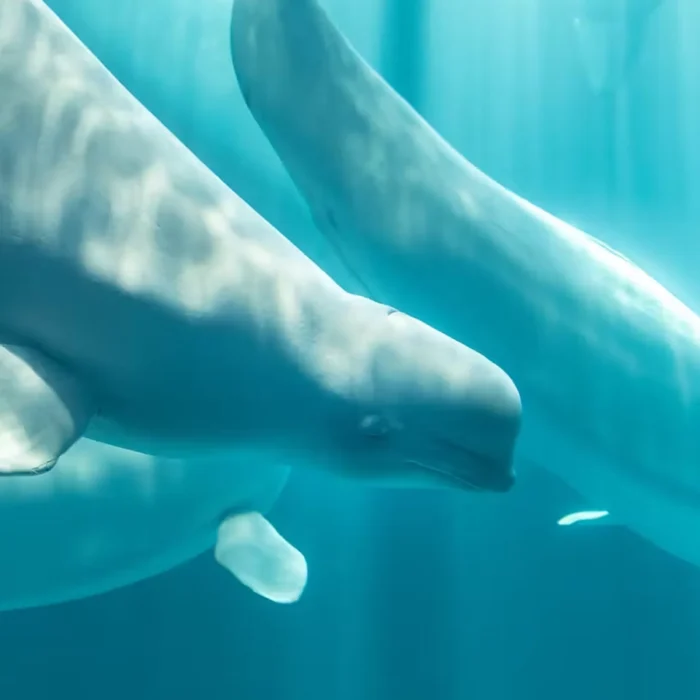 Osiris was the fourth Beluga death following relocation from Marineland, and the third at the Shedd Aquarium. Photo: Shedd Aquarium